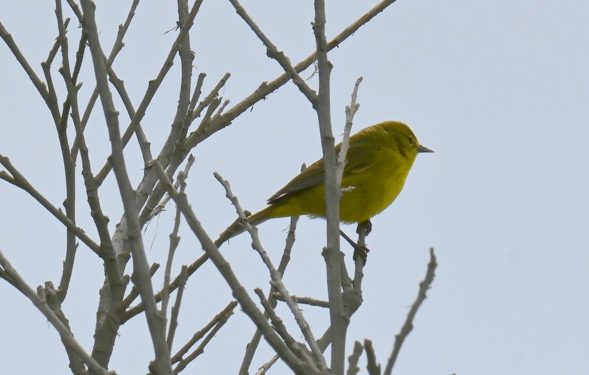 Yellow Warbler - ML634377386