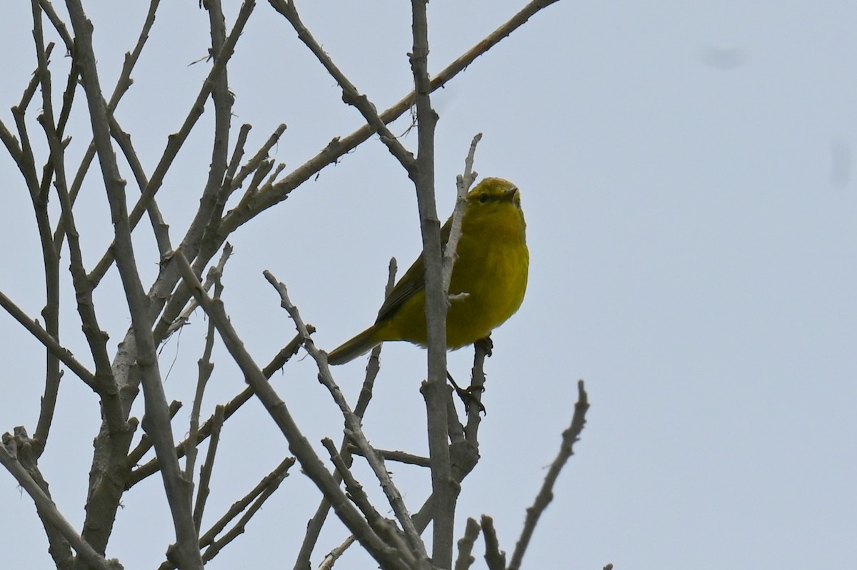 Yellow Warbler - ML634377387