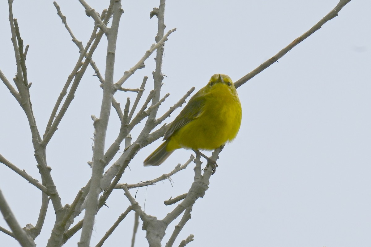 Yellow Warbler - ML634377389