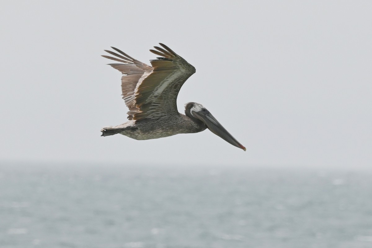 Brown Pelican - ML634377397