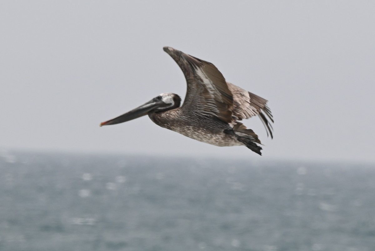 Brown Pelican - ML634377398