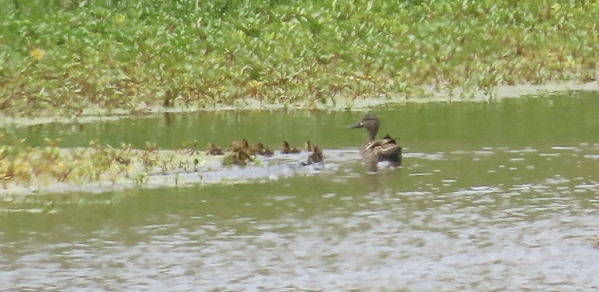 Mallard - ML634377893