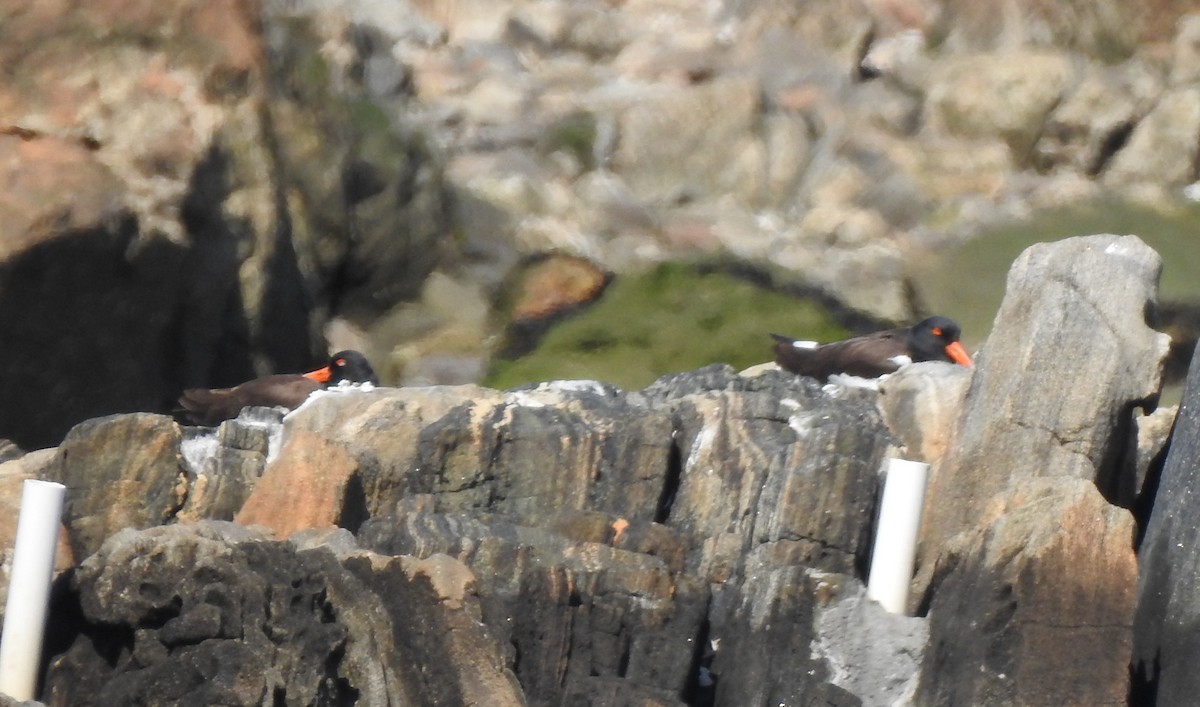 American Oystercatcher - ML634377895