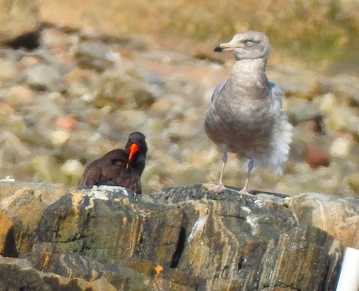 American Oystercatcher - ML634377909