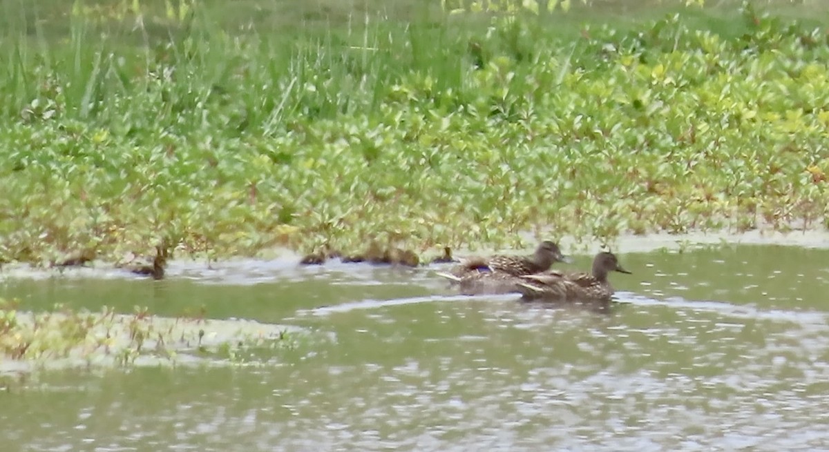 Mallard - ML634377910