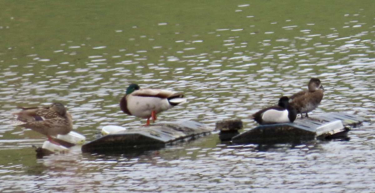 Mallard - ML634377916