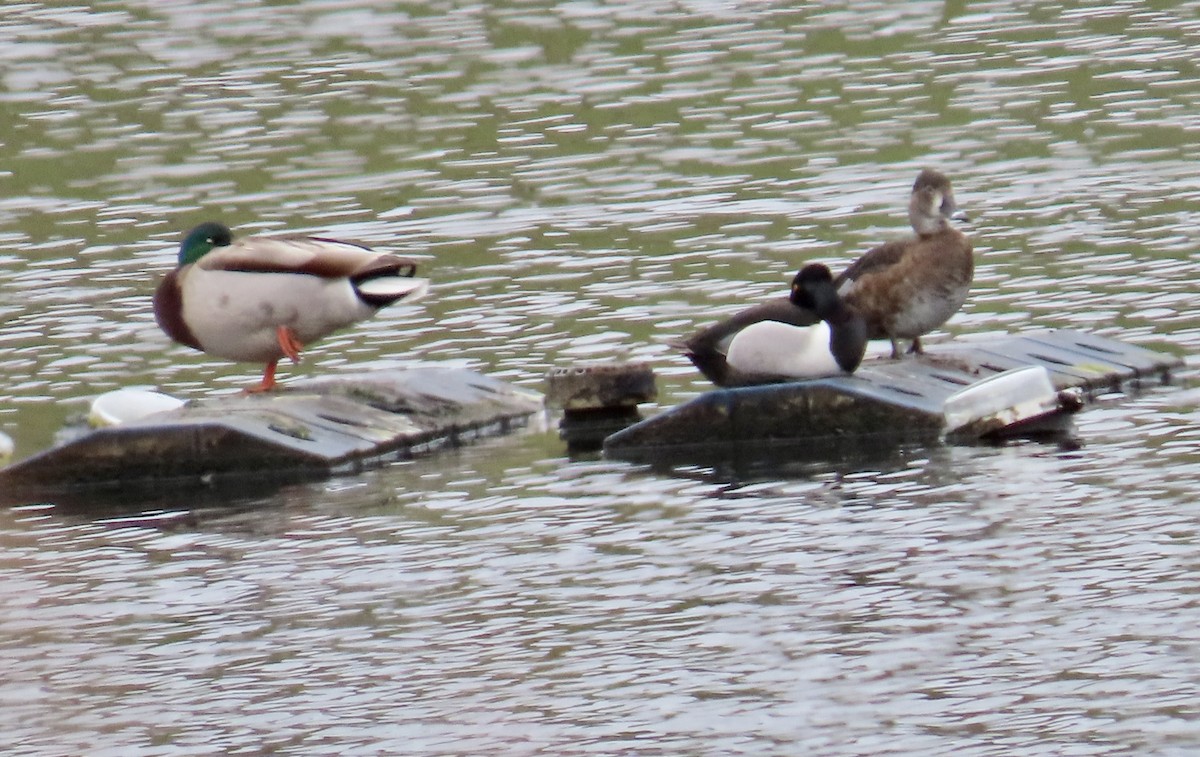 Ring-necked Duck - ML634377923