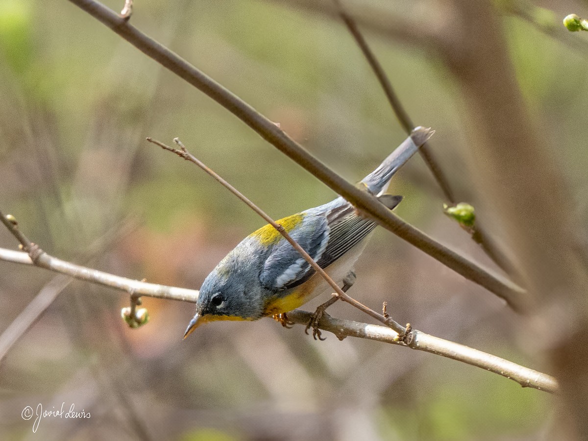 Northern Parula - ML634378045