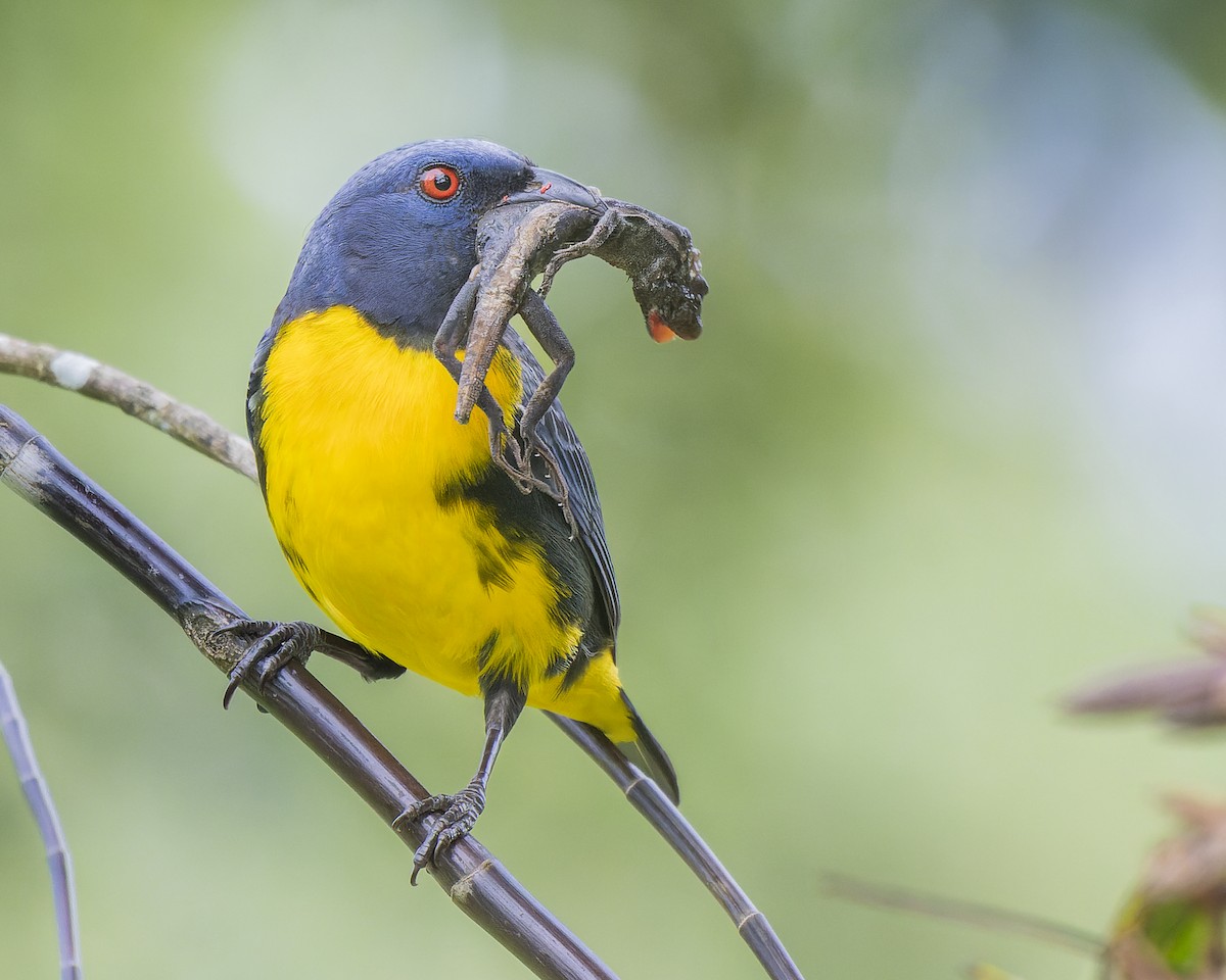 Blue-and-gold Tanager - ML634378107