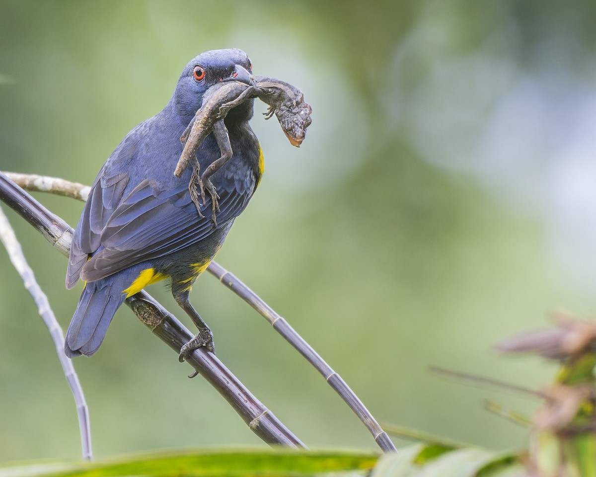 Blue-and-gold Tanager - ML634378108