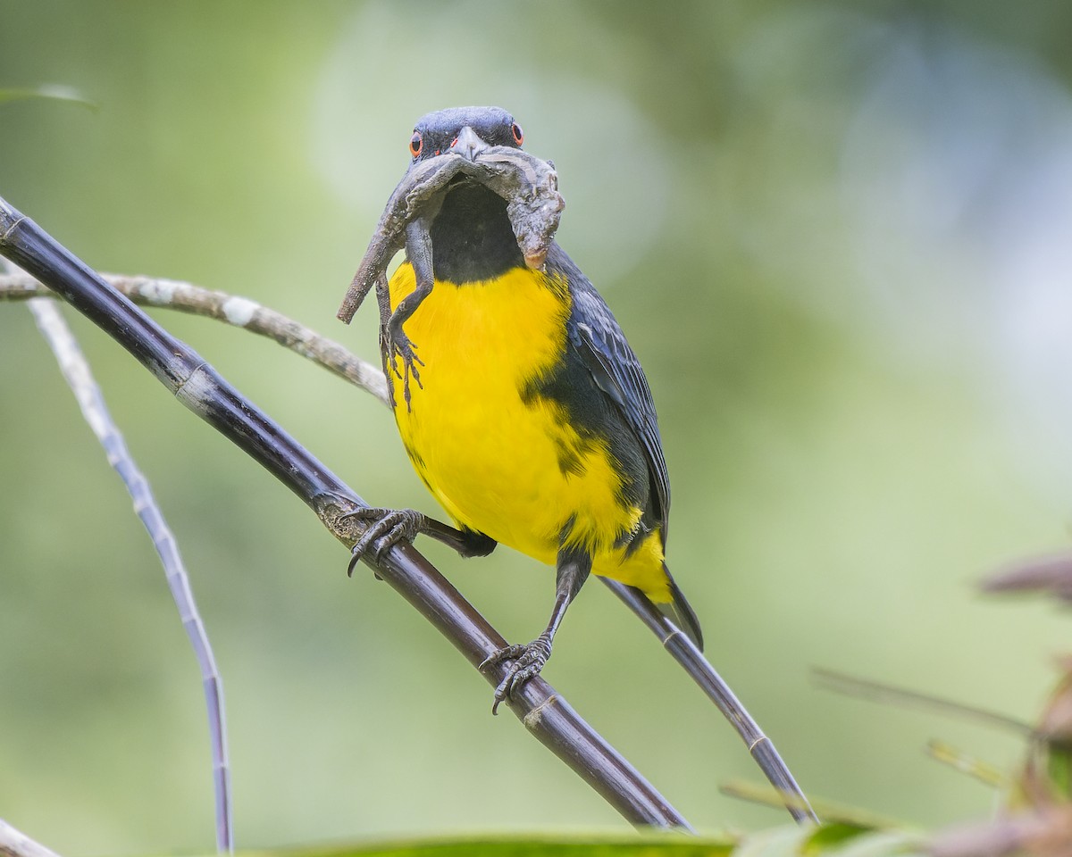 Blue-and-gold Tanager - ML634378109
