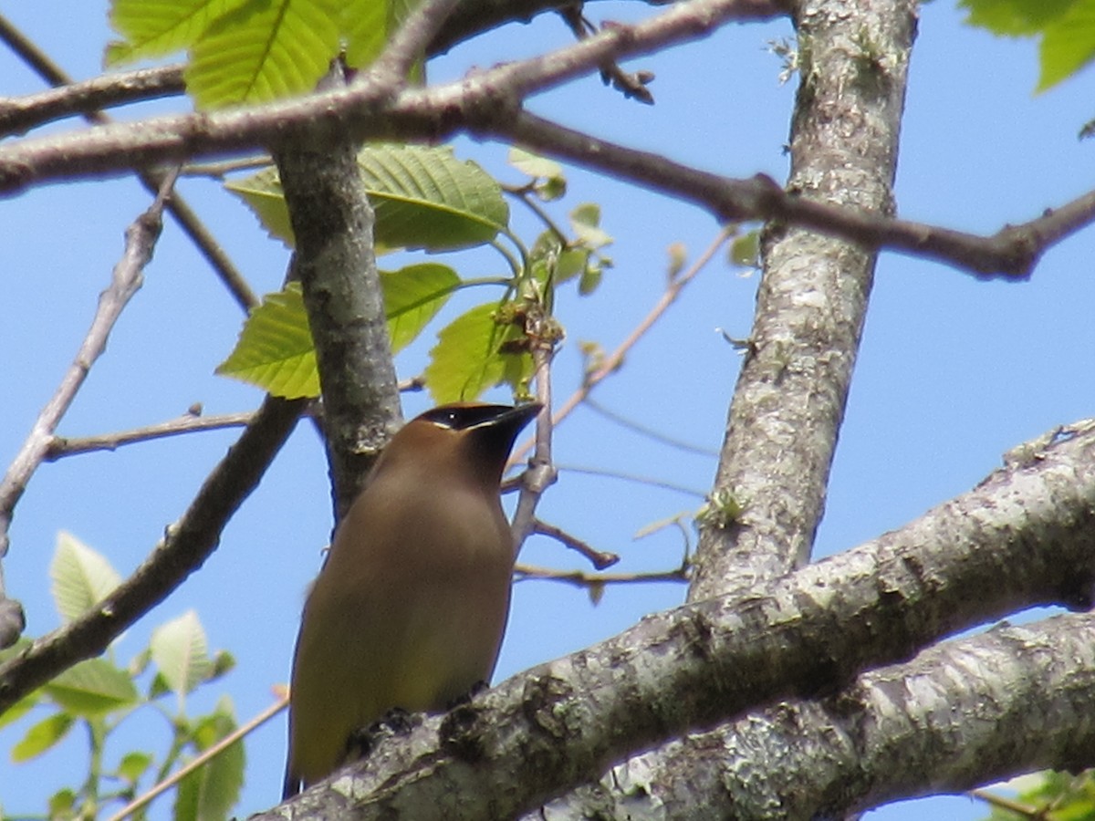 Cedar Waxwing - ML634378223