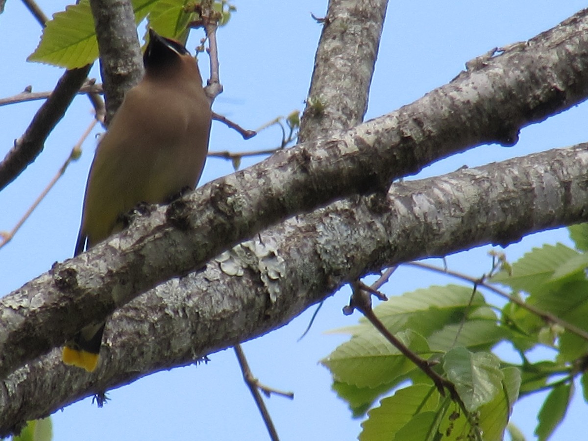 Cedar Waxwing - ML634378224