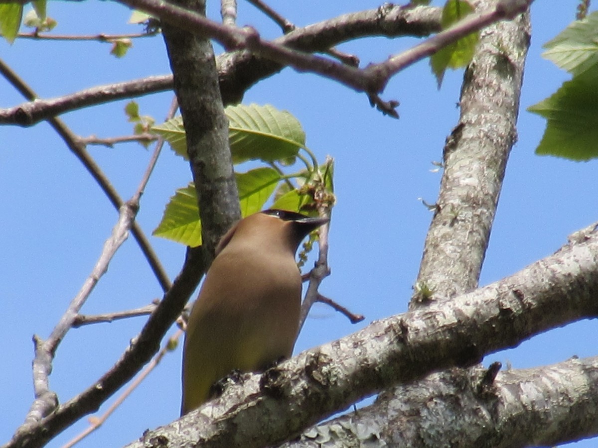 Cedar Waxwing - ML634378225