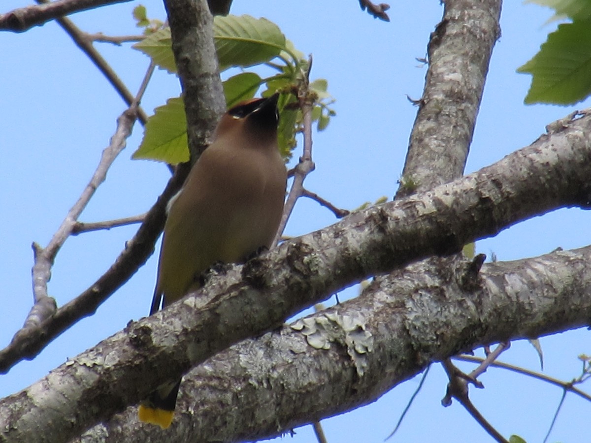 Cedar Waxwing - ML634378226
