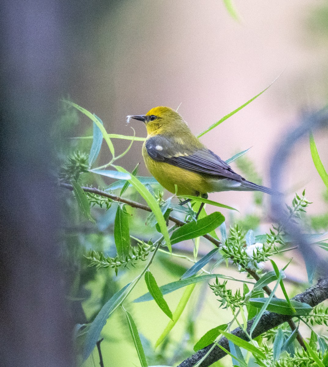 Blue-winged Warbler - ML634378240
