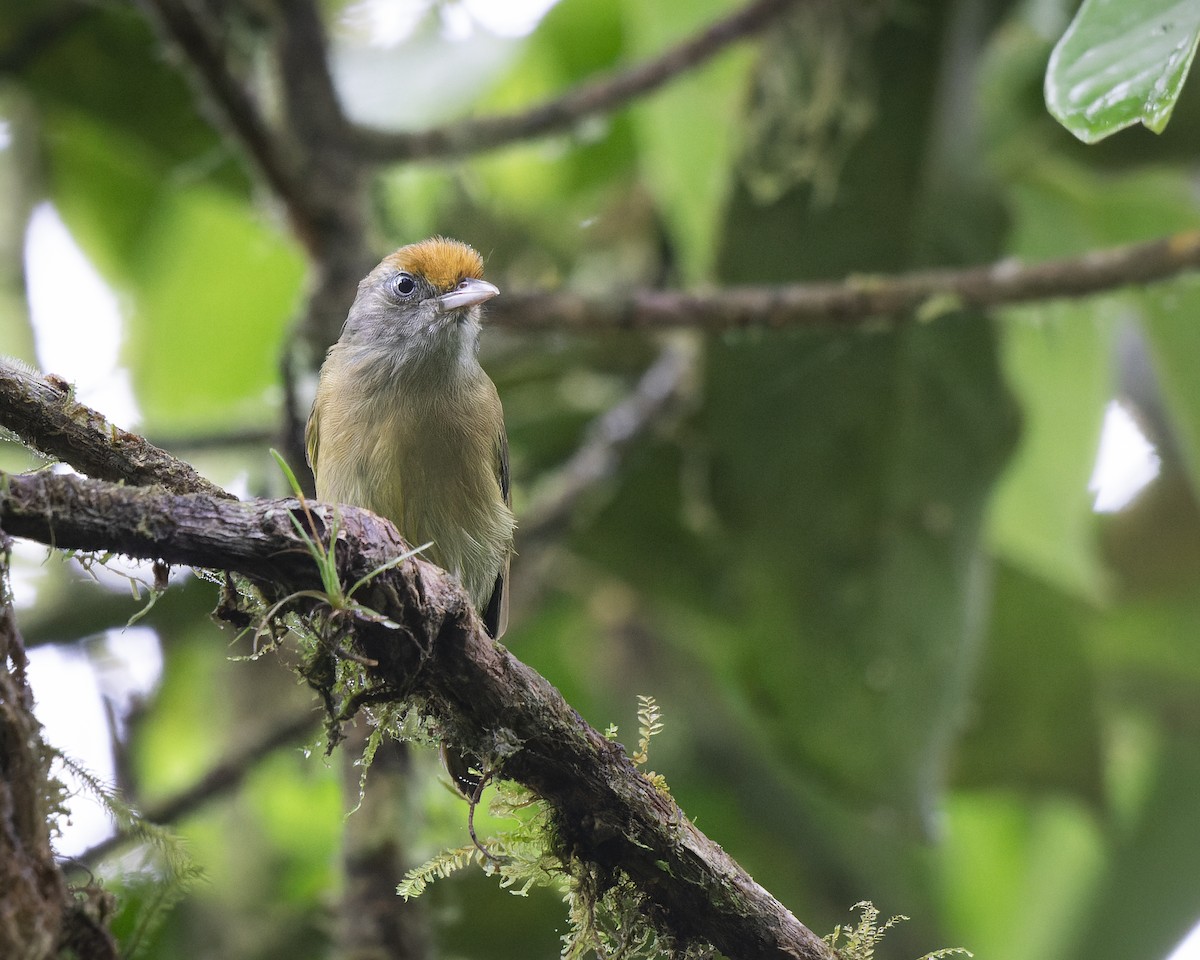 Fuchsscheitelvireo - ML634378254