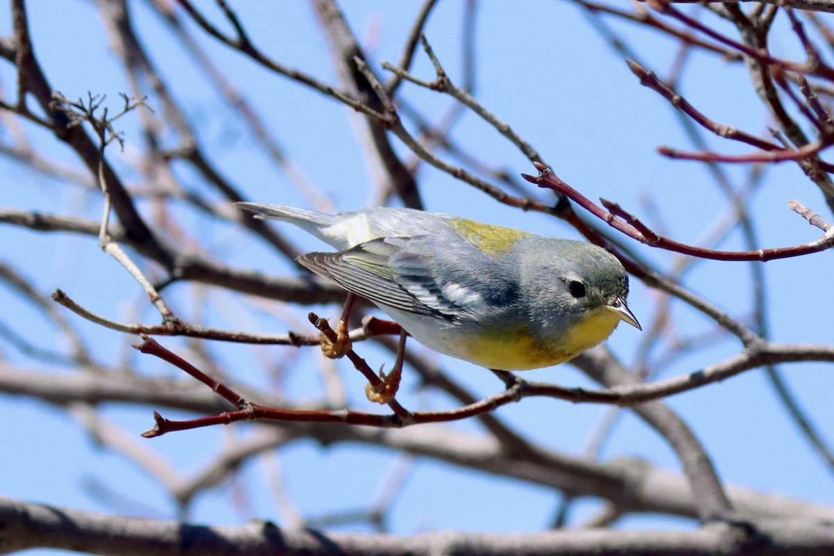 Northern Parula - ML634378313