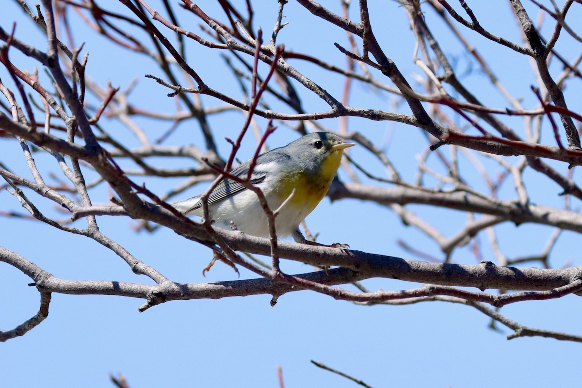 Northern Parula - ML634378314