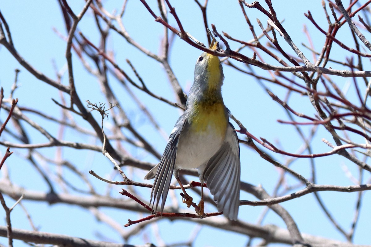Northern Parula - ML634378315