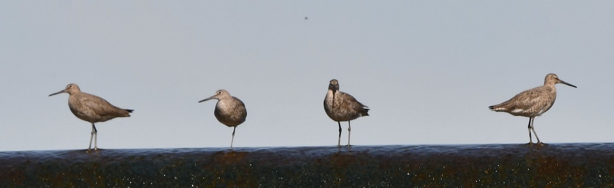 Willet - ML634378396