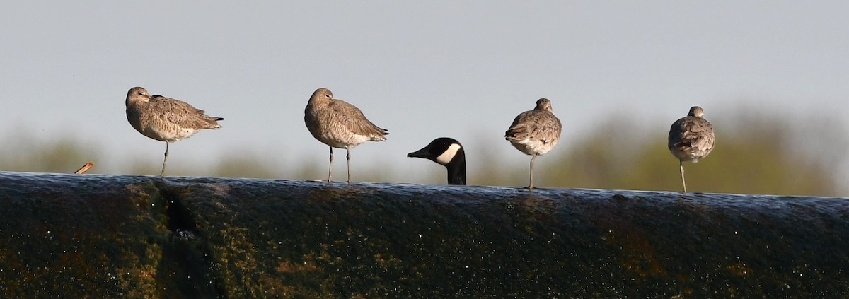 Willet - ML634378443