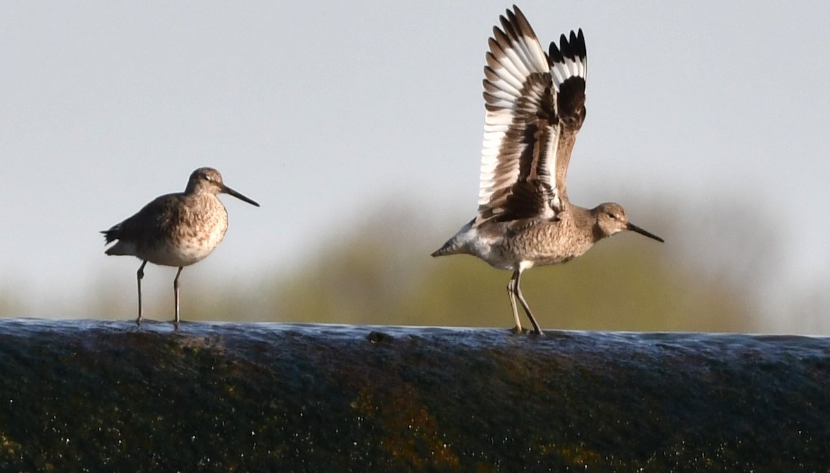 Willet - ML634378461
