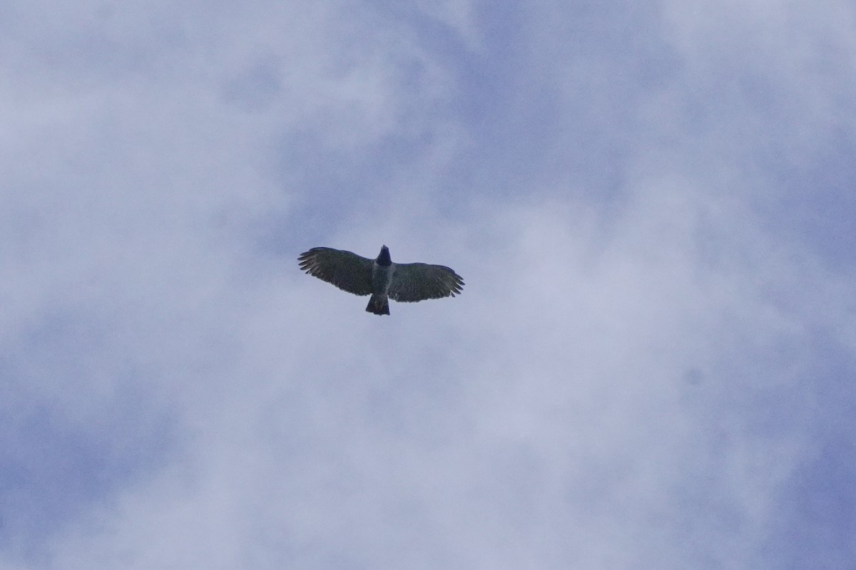 Barred Hawk - ML634378507