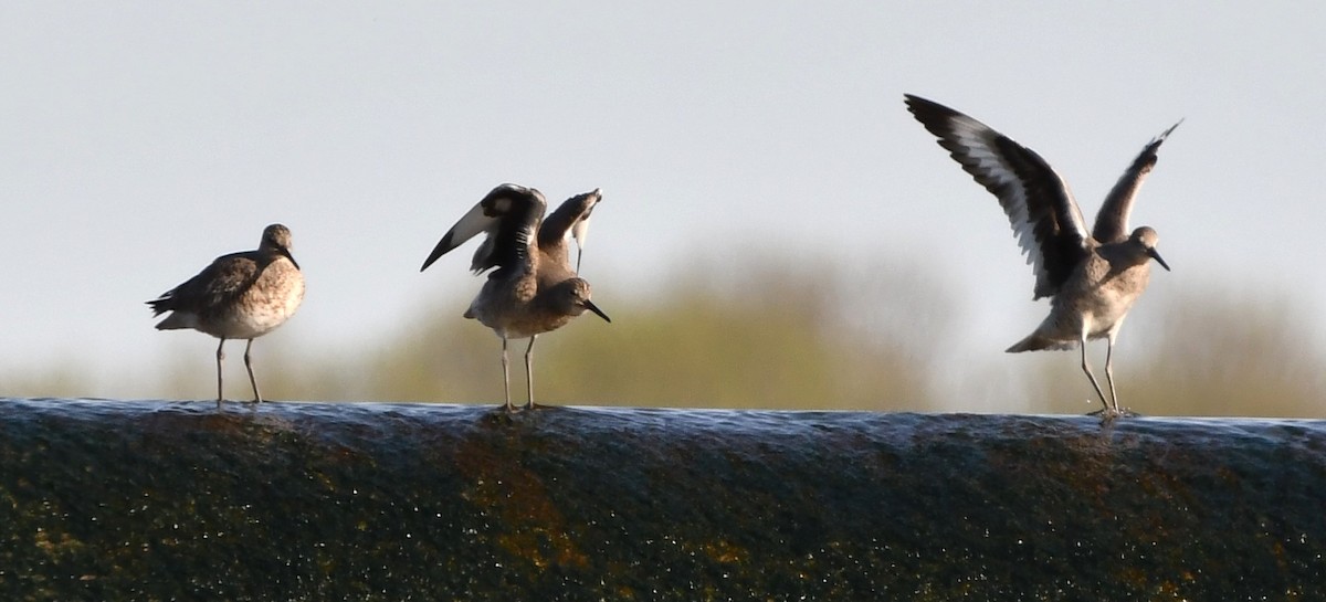 Willet - ML634378508