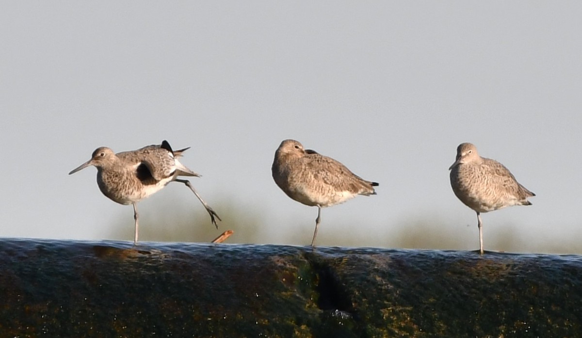 Willet - ML634378546