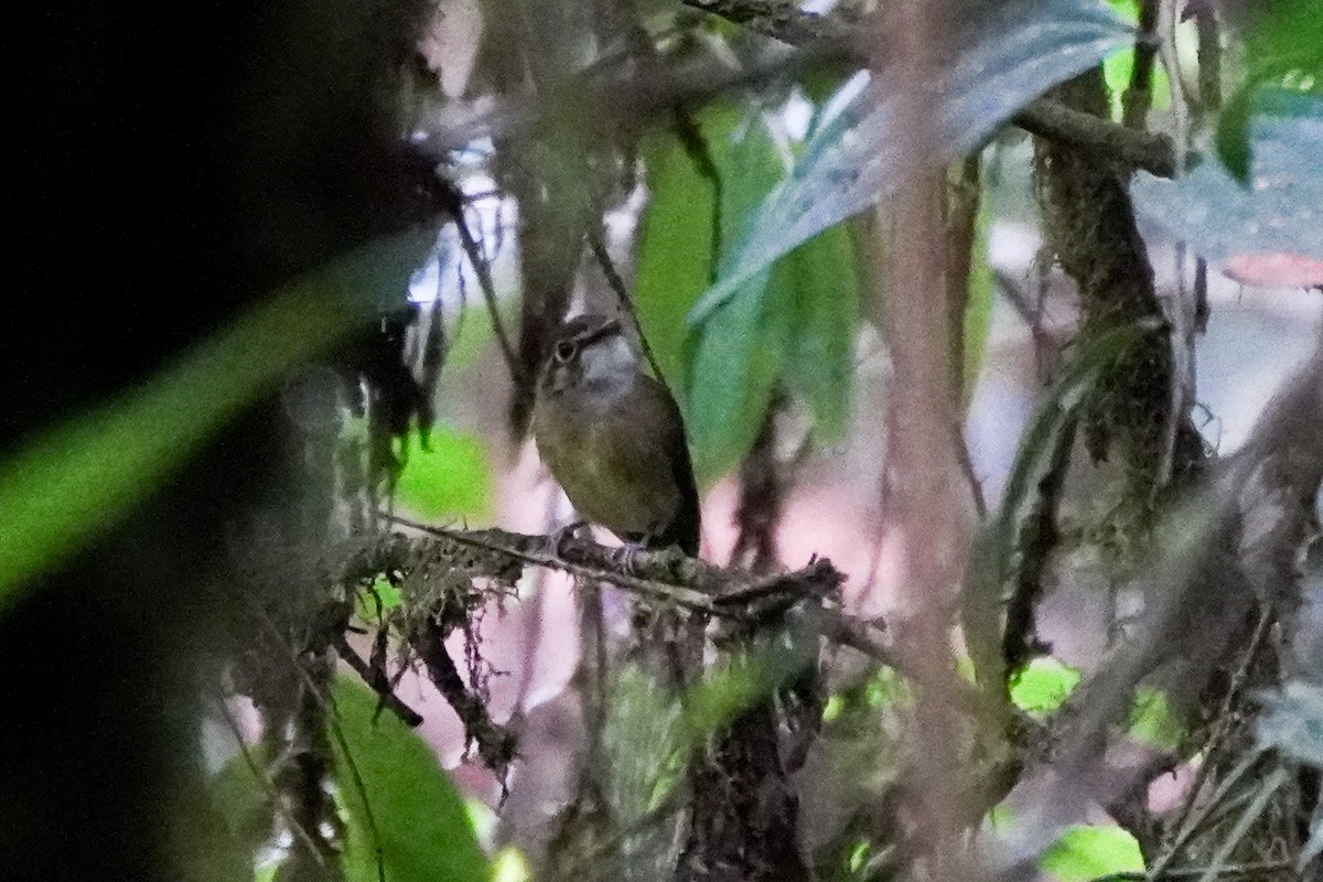 White-throated Spadebill - ML634378656