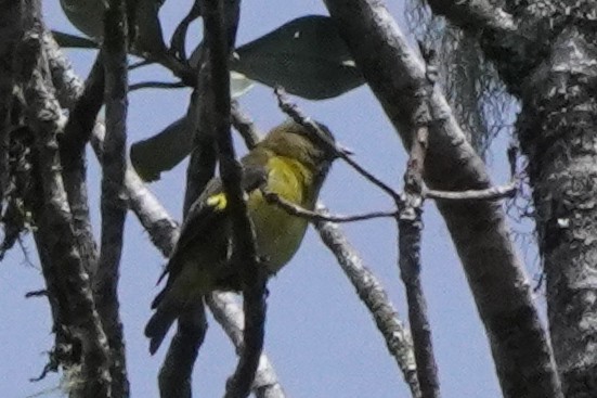 Tarin à ventre jaune - ML634378752