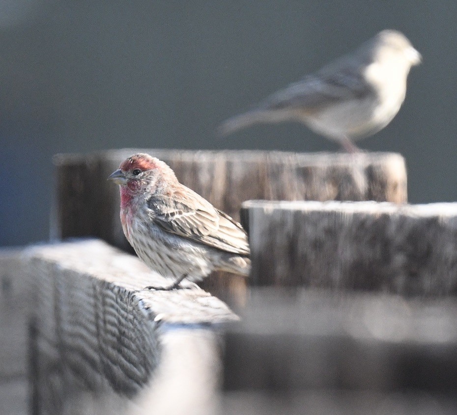 House Finch - ML634378794
