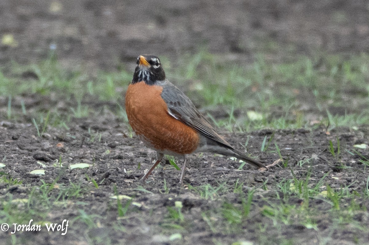 American Robin - ML634378858
