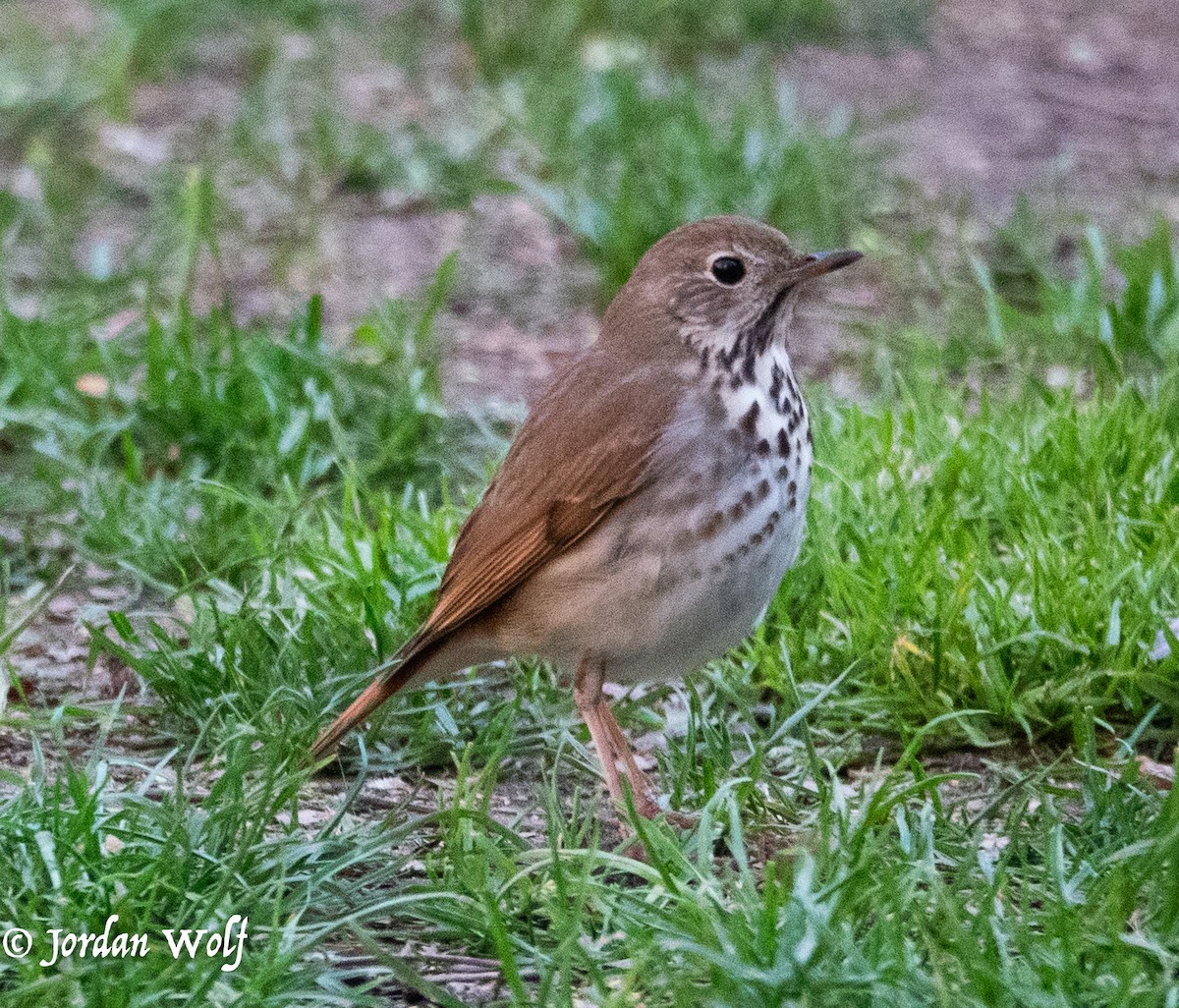 Hermit Thrush - ML634378864