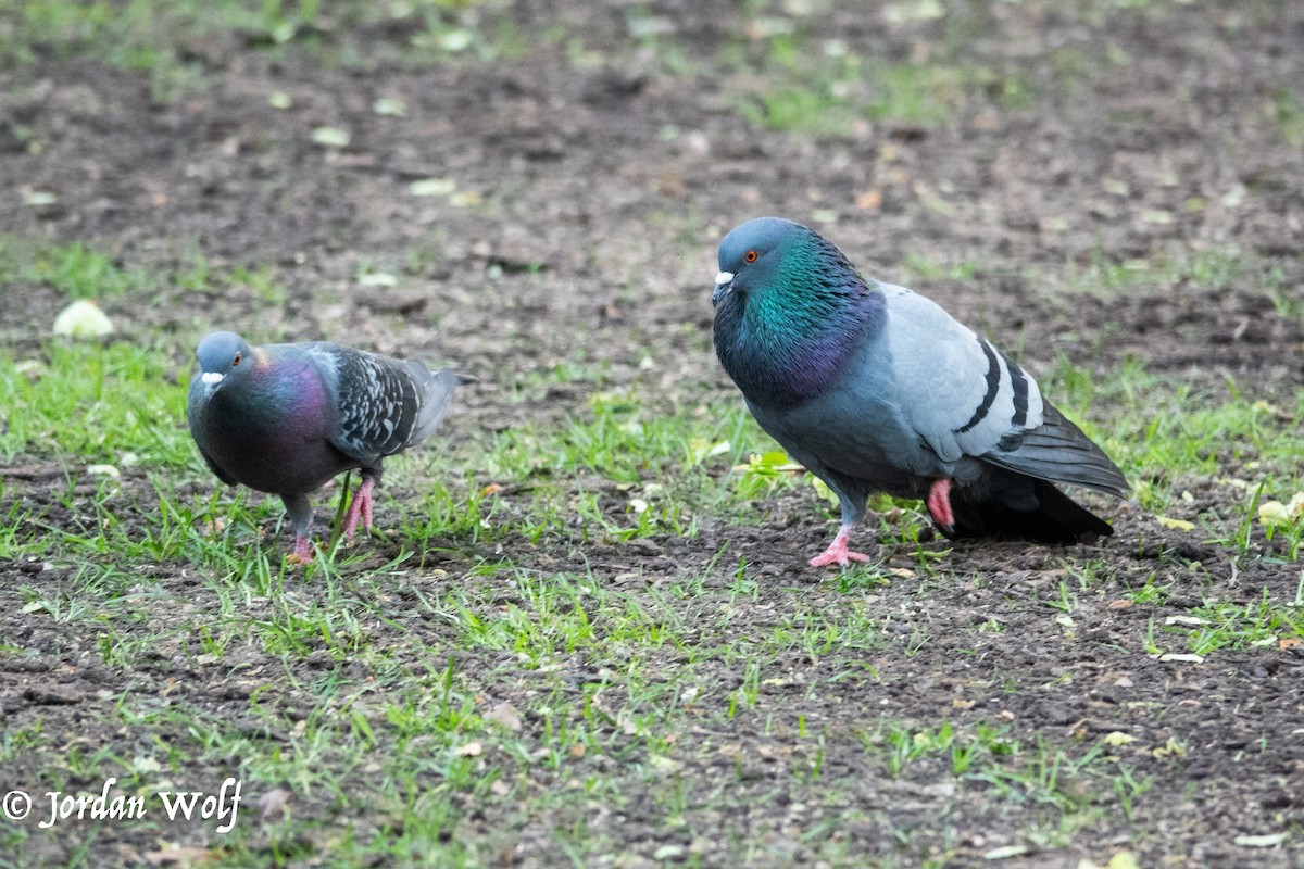Rock Pigeon (Feral Pigeon) - ML634378869
