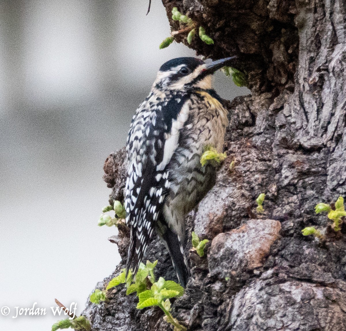 Yellow-bellied Sapsucker - ML634378872
