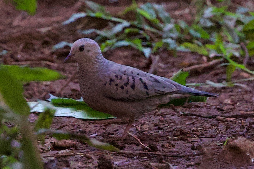 Common Ground Dove - ML634379036