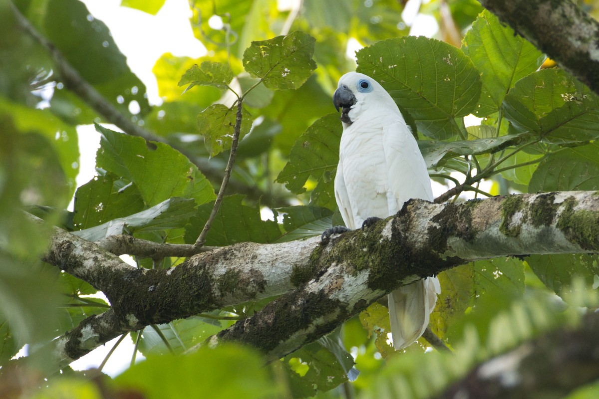 Blue-eyed Cockatoo - ML634379140