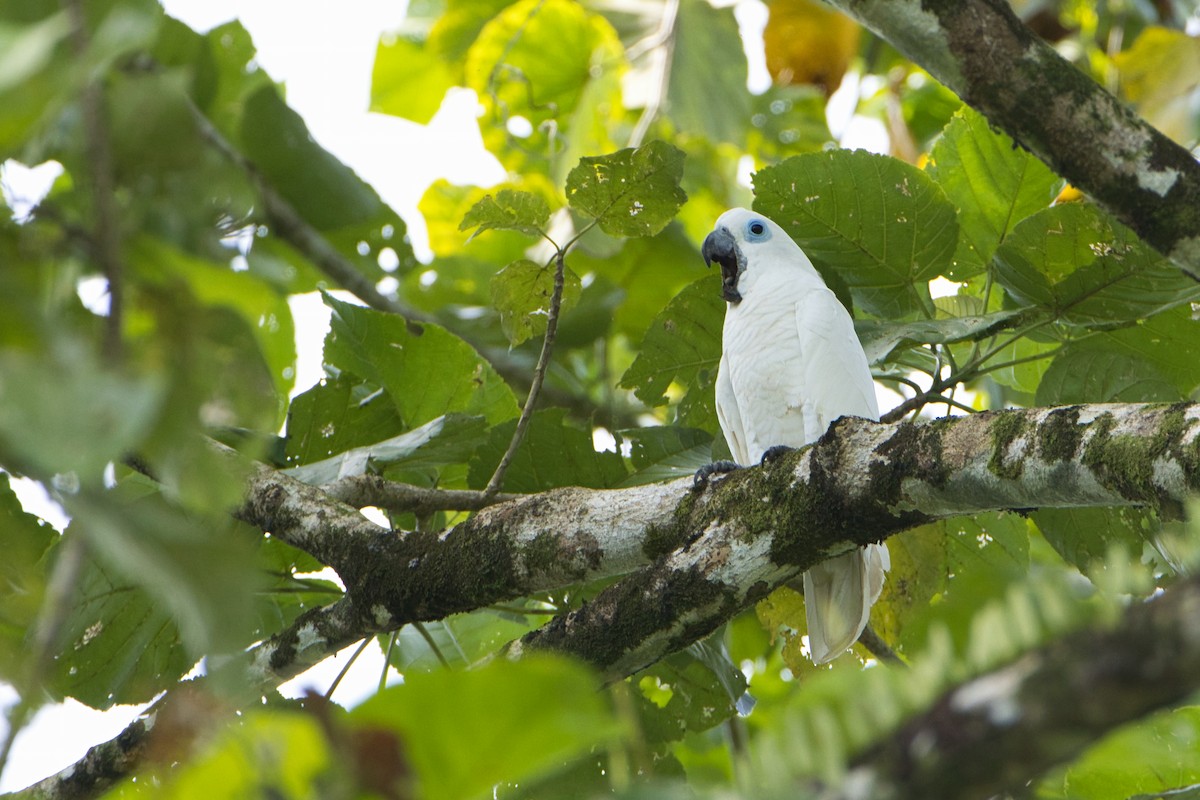 Blue-eyed Cockatoo - ML634379142