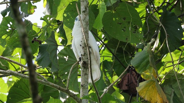 Blue-eyed Cockatoo - ML634379143