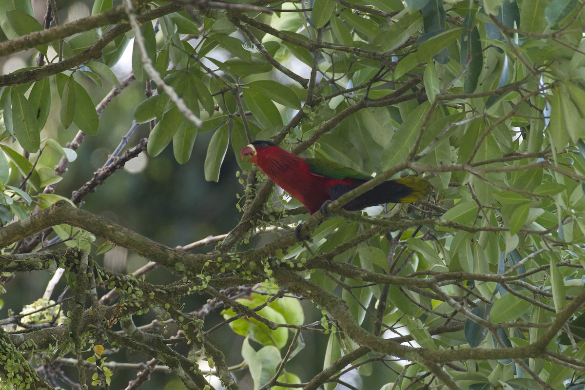 Purple-bellied Lory - ML634379157