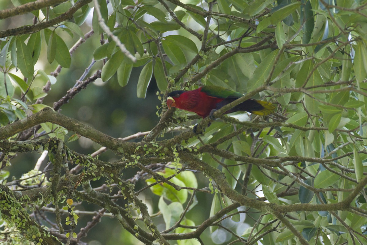 Purple-bellied Lory - ML634379158