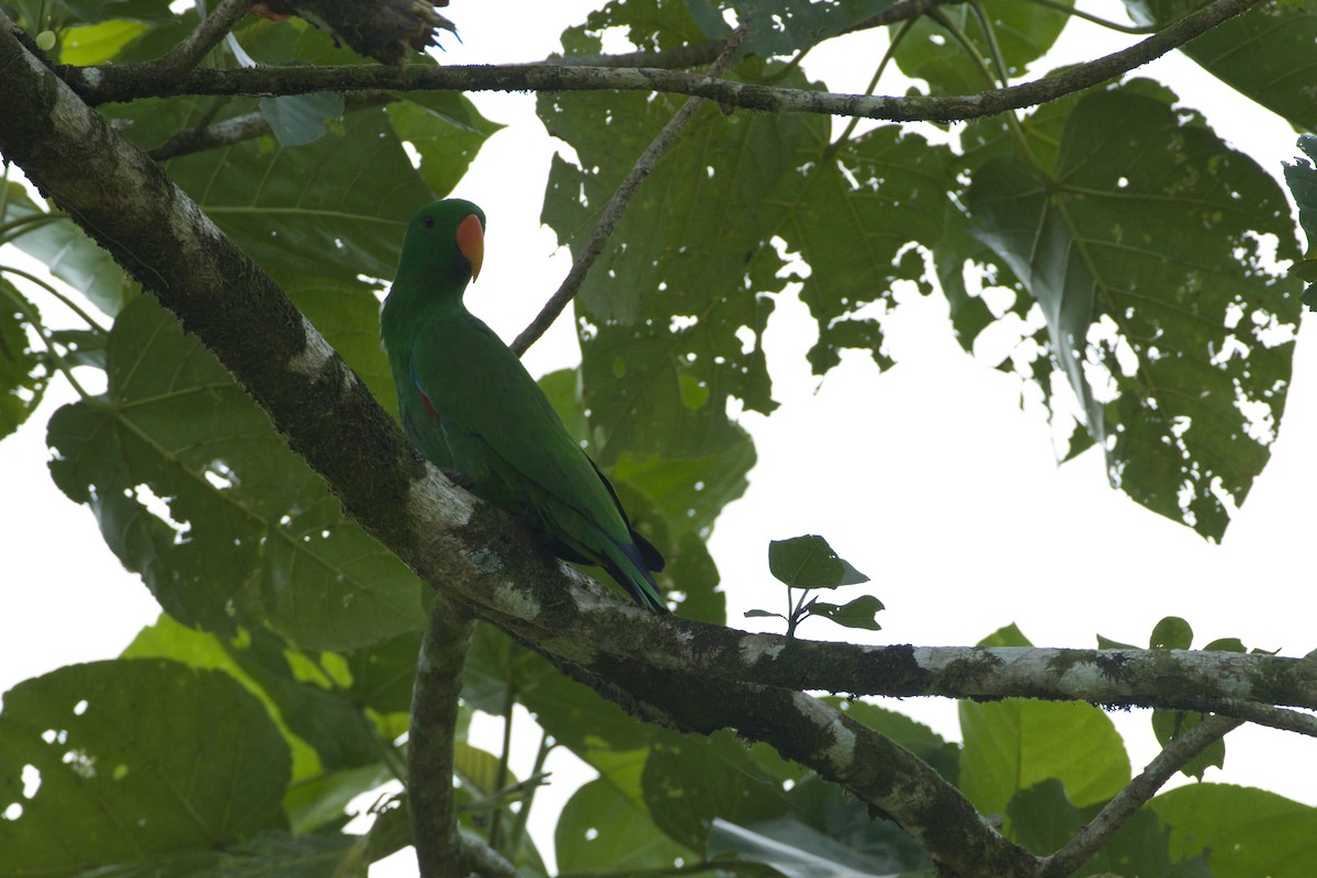 Papuan Eclectus - ML634379176