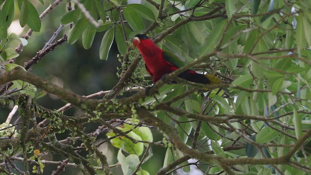 Purple-bellied Lory - ML634379178