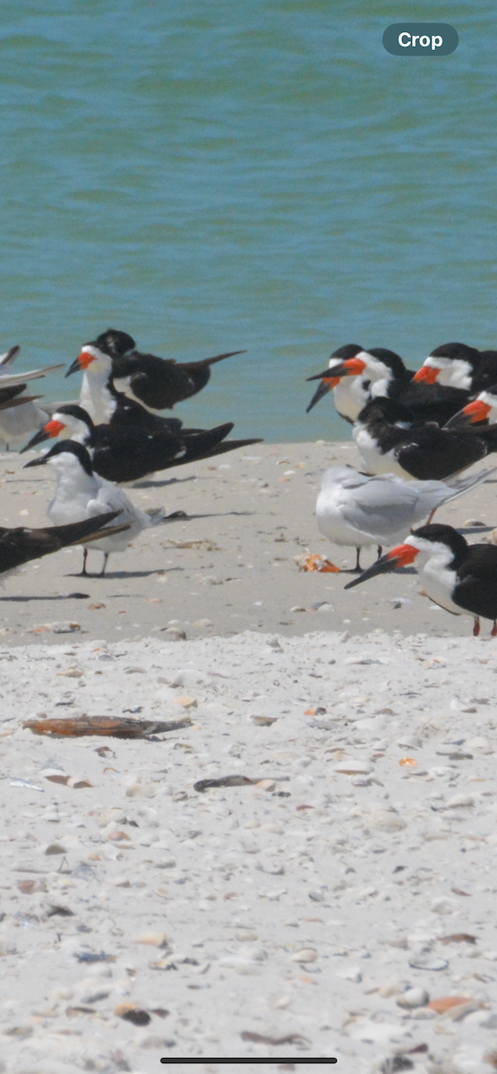 Бахим хараалай - ML634379382