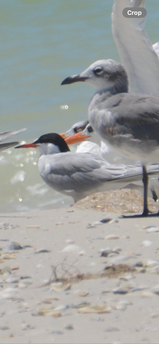 Эгэл хараалай - ML634379400