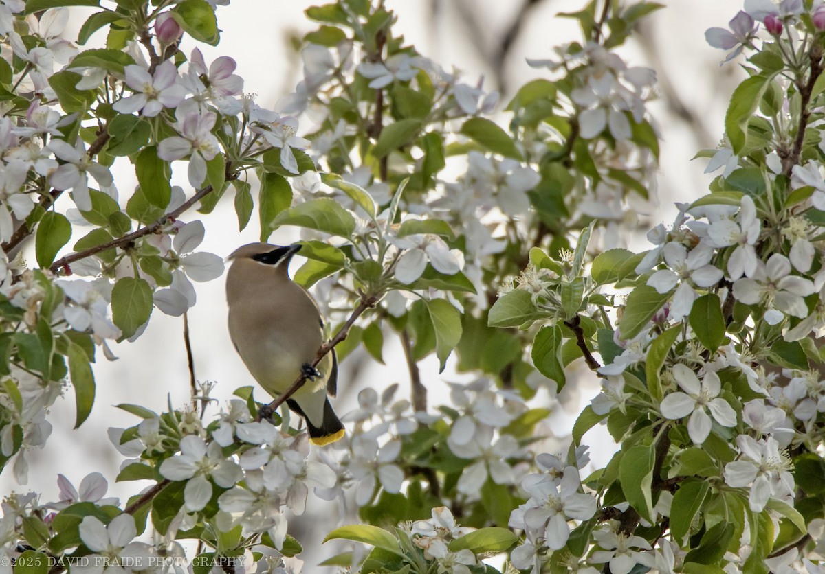 Cedar Waxwing - ML634379440