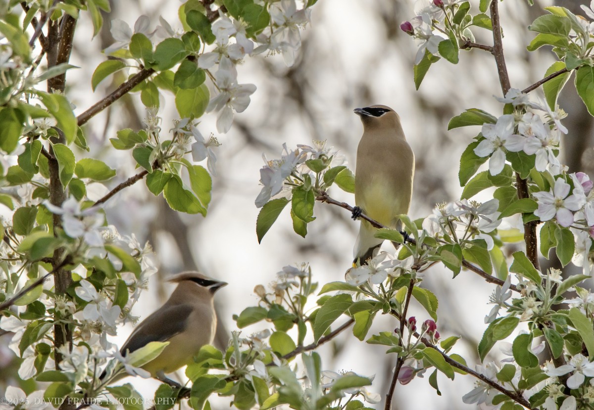 Cedar Waxwing - ML634379441