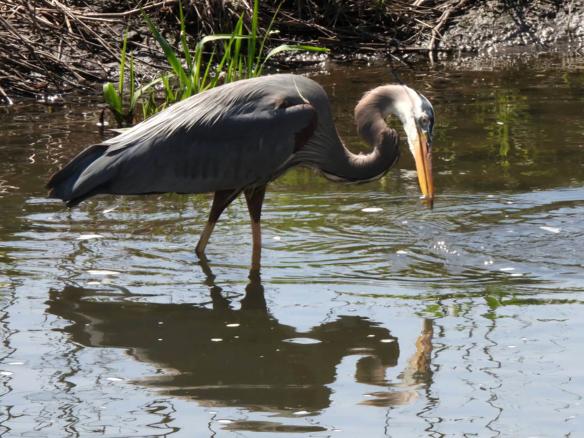 Great Blue Heron - ML634379540